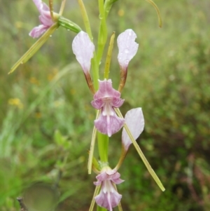 Diuris dendrobioides at suppressed - suppressed