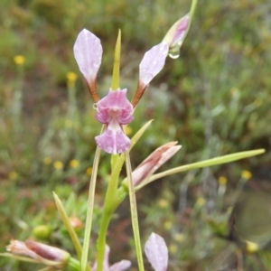 Diuris dendrobioides at suppressed - suppressed