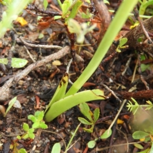 Diuris dendrobioides at suppressed - suppressed