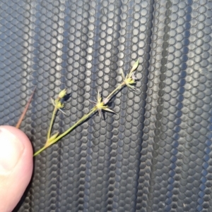 Juncus sp. at Molonglo Valley, ACT - 2 Nov 2021