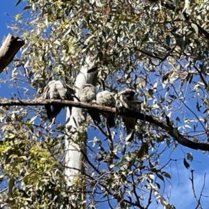 Podargus strigoides at Hackett, ACT - 14 Nov 2021