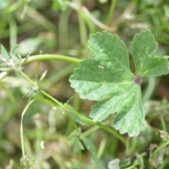 Malva neglecta at Wamboin, NSW - 14 Dec 2020