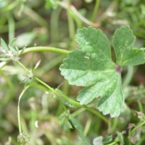 Malva neglecta at Wamboin, NSW - 14 Dec 2020