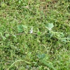 Malva neglecta at Wamboin, NSW - 14 Dec 2020