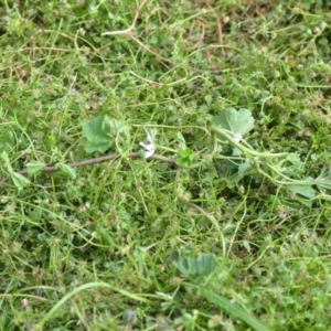 Malva neglecta at Wamboin, NSW - 14 Dec 2020