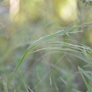 Lachnagrostis filiformis at Wamboin, NSW - 16 Dec 2020