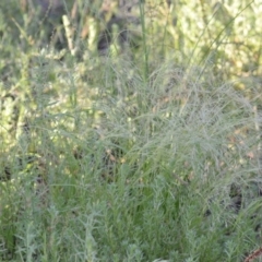 Lachnagrostis filiformis at Wamboin, NSW - 16 Dec 2020