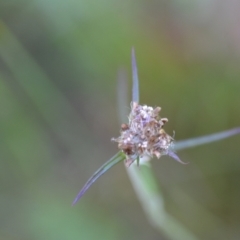 Euchiton sp. (A Cudweed) at Wamboin, NSW - 16 Dec 2020 by natureguy