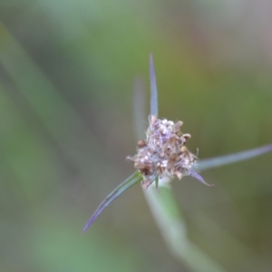 Euchiton sp. at Wamboin, NSW - 16 Dec 2020