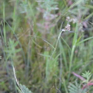 Euchiton sp. at Wamboin, NSW - 16 Dec 2020