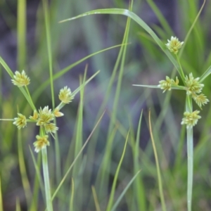 Cyperus eragrostis at Wamboin, NSW - 16 Dec 2020