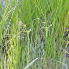 Cyperus eragrostis at Wamboin, NSW - 16 Dec 2020