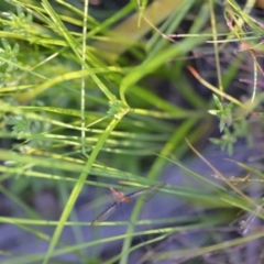 Cyperus eragrostis at Wamboin, NSW - 16 Dec 2020