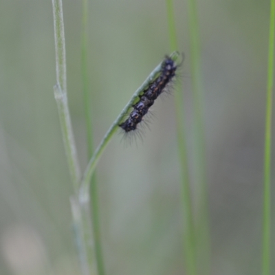 Nyctemera amicus (Senecio Moth, Magpie Moth, Cineraria Moth) at Wamboin, NSW - 16 Dec 2020 by natureguy