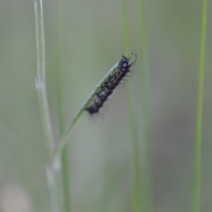 Nyctemera amicus at Wamboin, NSW - 16 Dec 2020