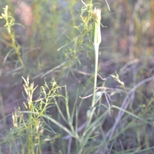 Tragopogon dubius at Wamboin, NSW - 16 Dec 2020