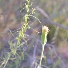 Tragopogon dubius at Wamboin, NSW - 16 Dec 2020