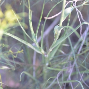 Tragopogon dubius at Wamboin, NSW - 16 Dec 2020