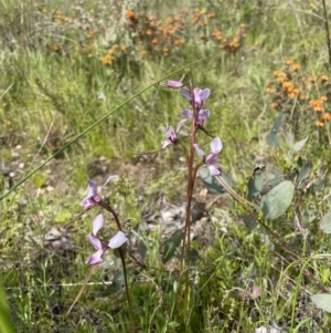 Diuris punctata at suppressed - suppressed