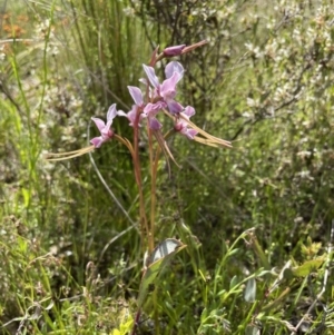 Diuris punctata at suppressed - 1 Nov 2021