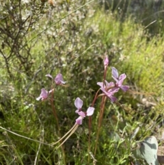 Diuris punctata at suppressed - 1 Nov 2021