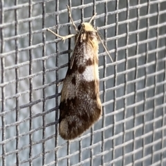 Anestia (genus) (A tiger moth) at Jerrabomberra, NSW - 13 Nov 2021 by Steve_Bok