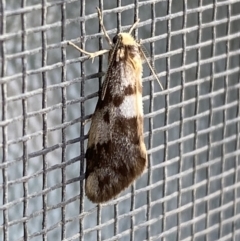 Anestia (genus) (A tiger moth) at Jerrabomberra, NSW - 14 Nov 2021 by SteveBorkowskis