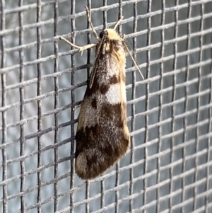 Anestia (genus) at Jerrabomberra, NSW - 14 Nov 2021