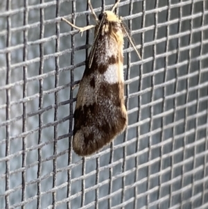 Anestia (genus) at Jerrabomberra, NSW - 14 Nov 2021