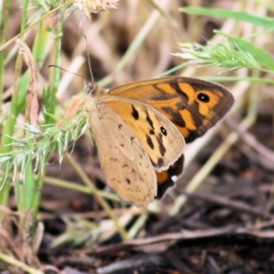 Heteronympha merope (Common Brown Butterfly) at Wodonga, VIC - 14 Nov 2021 by KylieWaldon