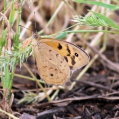 Heteronympha merope at Wodonga, VIC - 14 Nov 2021 08:21 AM