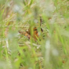 Heteronympha merope at Wodonga, VIC - 14 Nov 2021 08:21 AM