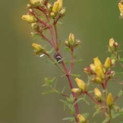 Eurymelinae (subfamily) (Unidentified eurymeline leafhopper) at Wodonga - 13 Nov 2021 by KylieWaldon
