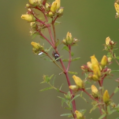 Eurymelinae (subfamily) (Unidentified eurymeline leafhopper) at WREN Reserves - 14 Nov 2021 by KylieWaldon