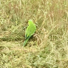 Polytelis swainsonii (Superb Parrot) at Bruce, ACT - 13 Nov 2021 by goyenjudy