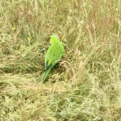 Polytelis swainsonii (Superb Parrot) at Bruce, ACT - 13 Nov 2021 by goyenjudy