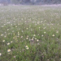 Calotis anthemoides (Chamomile Burr-daisy) at Rob Roy Range - 11 Oct 2021 by michaelb