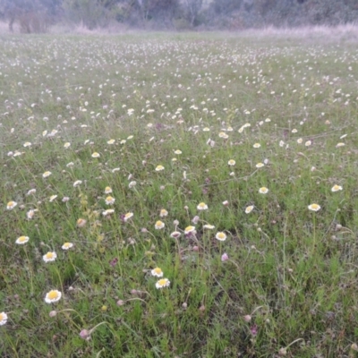 Calotis anthemoides (Chamomile Burr-daisy) at Rob Roy Range - 11 Oct 2021 by michaelb