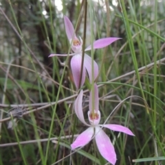 Caladenia carnea (Pink Fingers) at Conder, ACT - 11 Oct 2021 by MichaelBedingfield