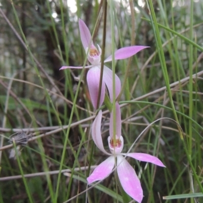 Caladenia carnea (Pink Fingers) at Conder, ACT - 11 Oct 2021 by MichaelBedingfield