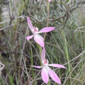 Caladenia carnea at Conder, ACT - suppressed