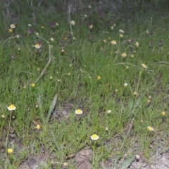 Calotis anthemoides (Chamomile Burr-daisy) at Conder, ACT - 11 Oct 2021 by MichaelBedingfield