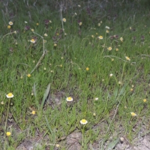 Calotis anthemoides at Conder, ACT - 11 Oct 2021