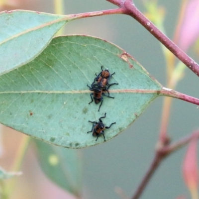 Cicadellidae (family) (Unidentified leafhopper) at Wodonga - 13 Nov 2021 by KylieWaldon