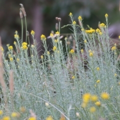 Chrysocephalum semipapposum (Clustered Everlasting) at Wodonga - 13 Nov 2021 by KylieWaldon