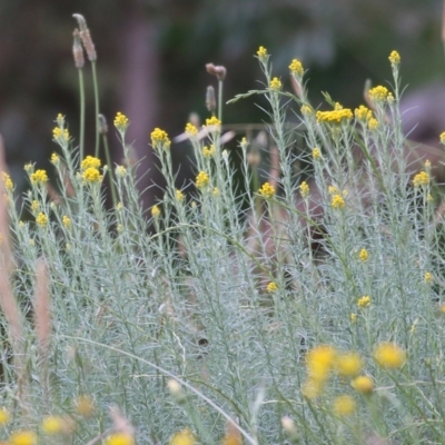 Chrysocephalum semipapposum (Clustered Everlasting) at Wodonga - 13 Nov 2021 by KylieWaldon