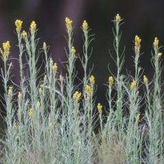 Chrysocephalum semipapposum at Wodonga, VIC - 14 Nov 2021