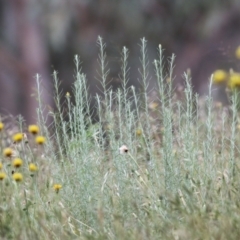 Chrysocephalum semipapposum at Wodonga, VIC - 14 Nov 2021