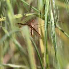 Leptotarsus (Leptotarsus) sp.(genus) (A Crane Fly) at Wodonga, VIC - 14 Nov 2021 by KylieWaldon