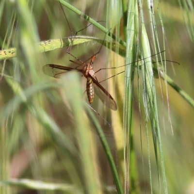 Leptotarsus (Leptotarsus) sp.(genus) (A Crane Fly) at Wodonga, VIC - 13 Nov 2021 by KylieWaldon